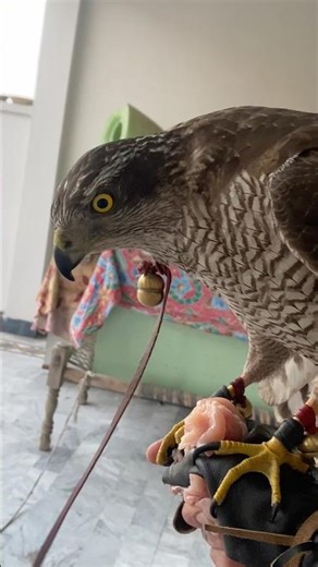 Goshawk calling on fist || katta baz || #falconry #birds #flying