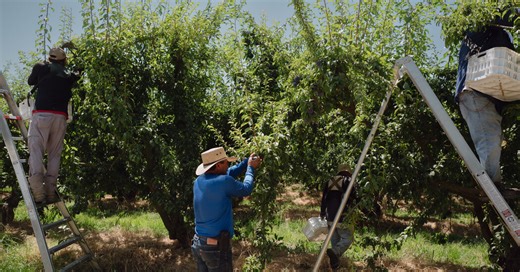A ‘Ticklish Subject’: Trump’s Words on Immigration Often Collide and Contradict