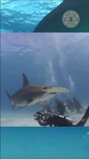 Cá mập đầu búa – Sở hữu siêu năng lực săn mồi! 🦈⚡ #shortvideo #animals #dongvat
