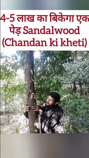 5 लाख में बिकेगा चंदन का पेड! What is Sandalwood Tree Price? Chandan tree farming details!