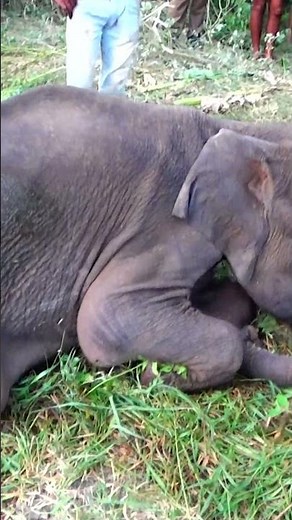 A Close Look Inside a Baby Elephant’s Mouth Rescue and Treatment”