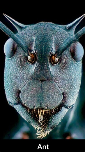 INSECTS Under a Microscope #shorts
