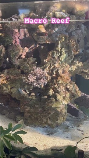 Without a robust Microscopic reef the Macroscopic reef will crash #reeflife #aquarium #aquascape
