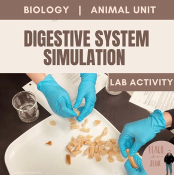 Digestive System Lab: Bread Digestion Simulation/Activity