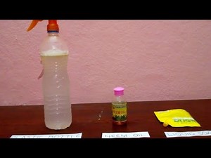 How to make Biopesticide || Science fair project