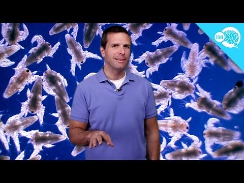 What Are Sea Monkeys?