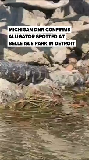 🔗: https://l.mlive.com/ffob0n State parks and wildlife officials confirmed they are figuring out what to do about credible photographic evidence of an alligator at Belle Isle Park. Hamtramck resident Lynn Blasey shared this video with MLive taken Sunday afternoon. DNR authorities are coordinating a search of the area and determining next steps as a precaution, said agency spokesman Ed Golder. (Video provided by Lynn Blasey) | The Flint Journal