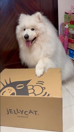 Samoyed unboxing: Snow Dragon @ Jellycat