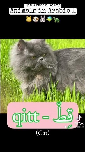Animals in Arabic part 1