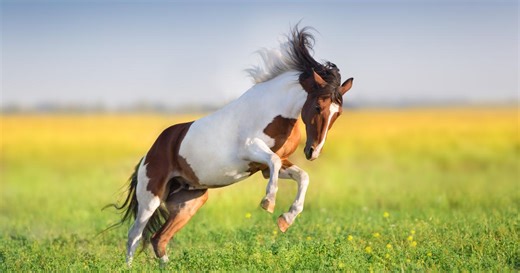 Quiz : saurez-vous reconnaître les races de ces 10 chevaux ?