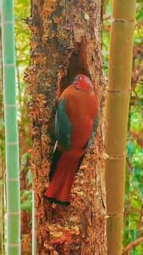 Red-headed Trogon #birds #cutepets #birdsounds #colorfulanimals #colorfulbirds