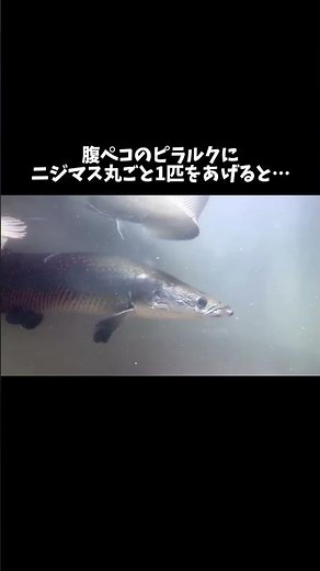If you give a hungry pirarucu a whole rainbow trout... #shorts