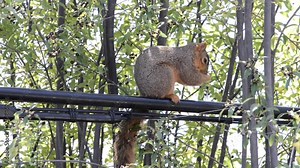 HD video one brown ground squirrel sitting on a power line cleaning face, losing balance briefly, then scurries away. Squirrels frequently use power lines to get around in the suburbs.