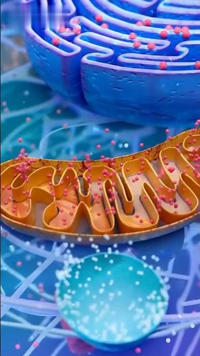 🔬 What is the Chloride Shift? | The Hamburger Phenomenon Explained! #science #neet