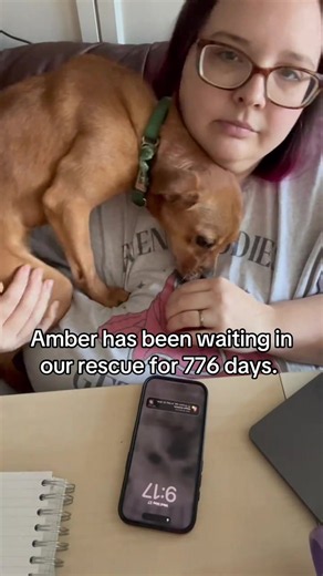 Amber the Rescue Dog: Searching for a Forever Home Despite Separation Anxiety
