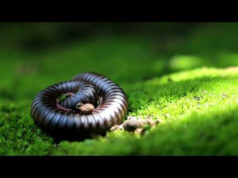 Giant African Millipede #wildlife #nature