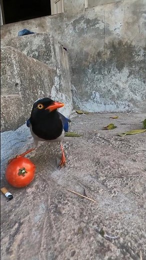 Gorgeous crow bird eating fruit🥰🥰 #birds #bird