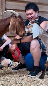 Today was a big day! Cappuccino and Helen met for the first time. Both recently rescued goats have completed quarantine and are continuing to receive ongoing care for their lifelong medical conditions. Helen who is blind and not ready for the bigger pastures, but is curious and playful. Cappuccino who's mobility is continuing to improve, but is still in need of limitations. The team introduce them, they were both gentle and curious with each other. We are looking forward to more playdates and ho