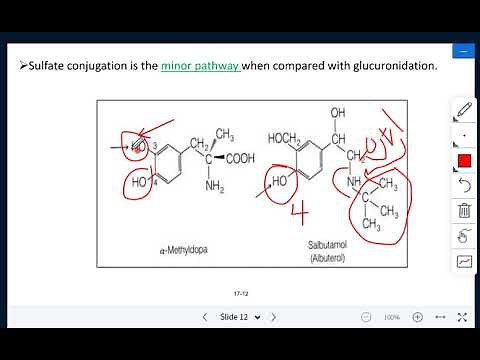 Phase II drug metabolism (conjugation phase)
