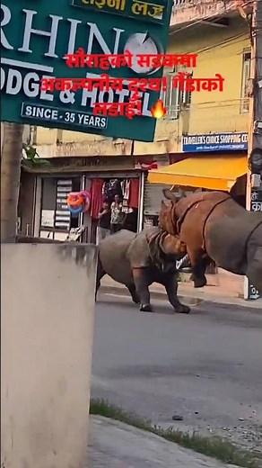 Unbelievable Rhino Figths on the Street #animals #rhino #wildlife #amazingshorts