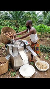 I bought my Cassava processing machine to directly process my Cassava in the Farm#😃✌️Ai info | George Adogo