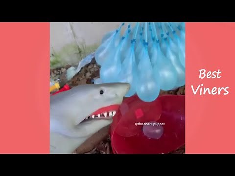 Try Not To Laugh or Grin - Funny Shark Puppet Videos 2019