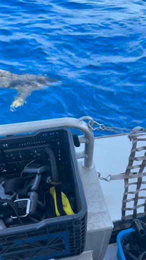 OneOceanDiving.Com on Instagram: "😍😍‼️🚨Can u recognize this SUPER RARE SHARK SPECIES we had Today: Video by: @CaptSharkBait of an Oceanic Whiteip Shark swimming right up to our @oneoceandiving boat! 😍 🤍🦈 Oceanic Whitetip sharks are critically endangered with estimated population declines of more than 90% through their range. These beautiful sharks are increasingly rare to see and more need to be done to protect them through the regulation of catch methods and catch limits in the industrial