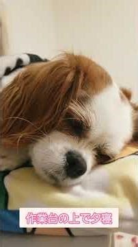 【睡眠】作業台の上で夕寝🐶💤💭キャバリア #いぬとの暮らし #いぬのいる生活 #癒し #dog