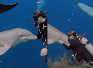 Heartwarming Video: Dolphin cuddles and bonds with a woman [Watch]