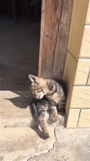 Adorable Cats and Their Funny Sleeping Styles 🤣😂 #shorts