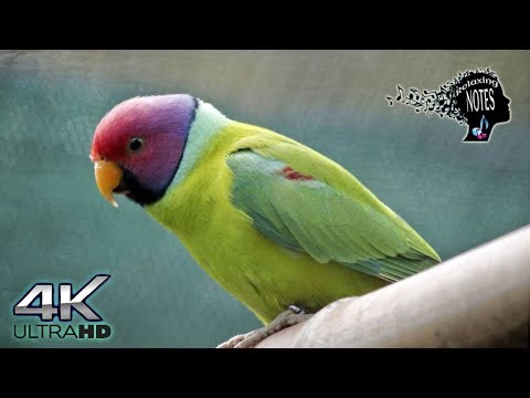 4K Relaxing Beautiful Plum headed parakeets with ambient relaxing music parrots nature sounds #asmr