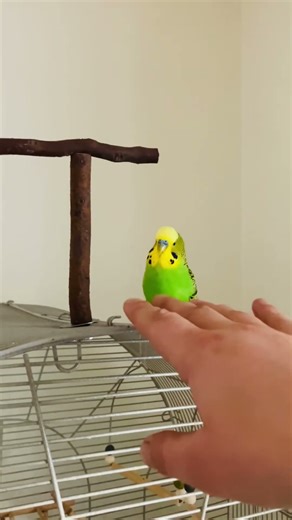 The Ultimate Budgie Training Experiment #foryou