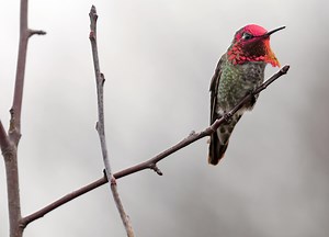 Hummingbird fall map 2025: See when, where to spot them in California