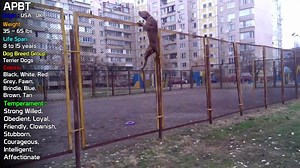 5.5K views · 157 reactions | Top Best Video of APBT - American Pitbull Terier | Apbt Peru | Facebook