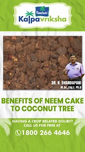 Neem cake is a byproduct obtained during the extraction of neem oil from neem seeds. It has several benefits when used as a fertilizer for coconut trees and other plants. Here are some of the potential benefits. Having a crop related doubt? Call us for free at 1800-266-4646 (Kalpavriksha Kisan Helpline) & our team will help you out. #coconut #coconuttrees #coconuttree #watermanagemnt #water #coconutroots #coconuttreeroot #roots #farms #agriculture #farm #organic #farmer #agriculturelife #Coconut