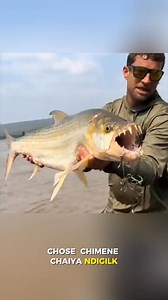 85K views · 2.8K reactions | Tiger Fish Facts follow for More | Topola Nature and Wildlife | Facebook