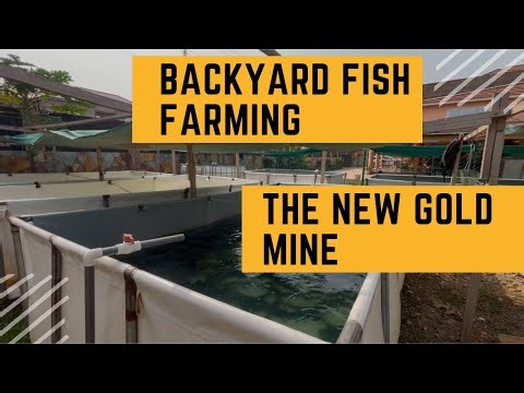 Backyard Fish Farming(Gold mining at your backyard)