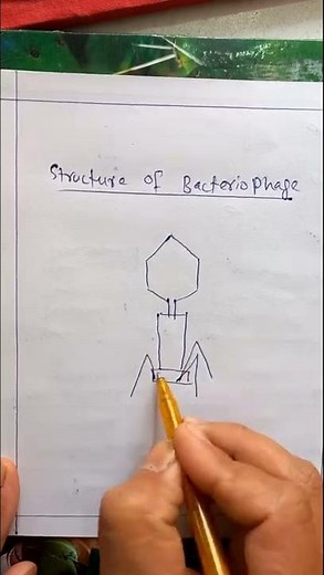 Bacteriophage structure