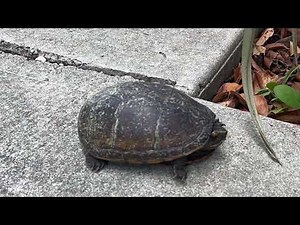 Species Spotlight: The Eastern Mud Turtle