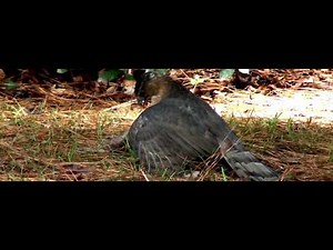 Cooper's Hawk: Cooper's Hawk Catching Prey, Cooper's Hawk Hunting Cooper's Hawk Catching A Squirrel