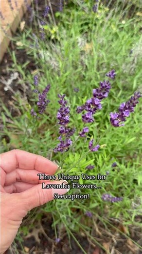 So many uses!! Get your seeds today!