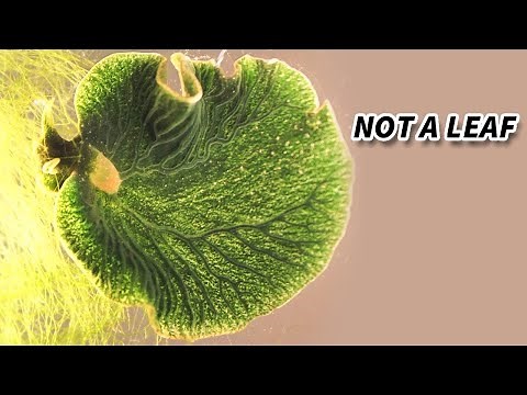 Solar Powered Sea Slug Facts: Sacoglossa | Animal Fact Files