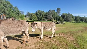 14 reactions · 3 comments | Hanging out with the burros on a sunny day. #burrolover #donkeylover #animalrescue #animalsanctuary | Center for Animal Protection & Education | Facebook