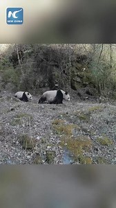 Wild giant panda mother and cub spotted in China's Shaanxi. #China #chineseculture | Embassy of The People's Republic of China in the United States
