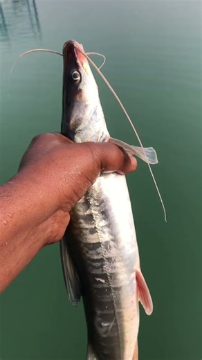 😱😱🐠the most dangerous fish 🐠😱😱