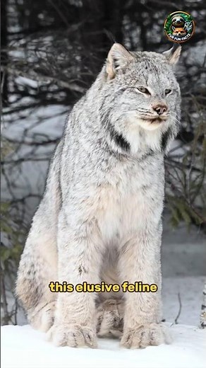 “Canadian Lynx: The Silent Predator of the Snow❄️👀!” #Canadianlynx #wildlife #animals #shorts #cat