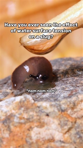 The effect of water surface tension on a slug