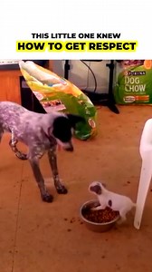 A puppy pulled out his fiercest side as he tried to chase a bigger dog away from hius food, showing who’s boss in this house, despite his size. | The Kiwi