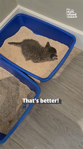 Oh, not that one! 🐾🚽😹 #Cats #Kitten #LitterBox #Funny #Fail | The Pet Collective