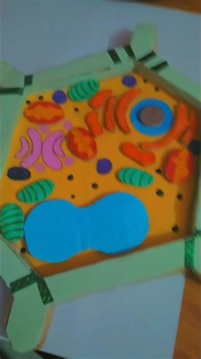 class-9th biology animal cell model #biologyshorts #model #animalcell #plantcells#biologyclass9th
